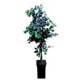 6.5'  Benjamina Artificial Tree